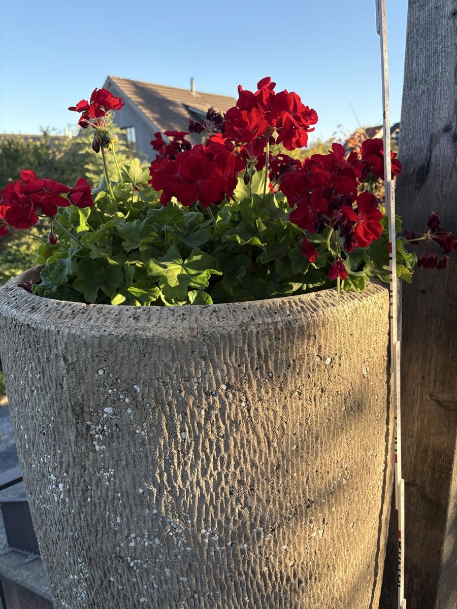 Pots de fleurs: Großer Blumentopf  – D'occasion à Rifferswil par Skywin01