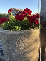 Großer Blumentopf 