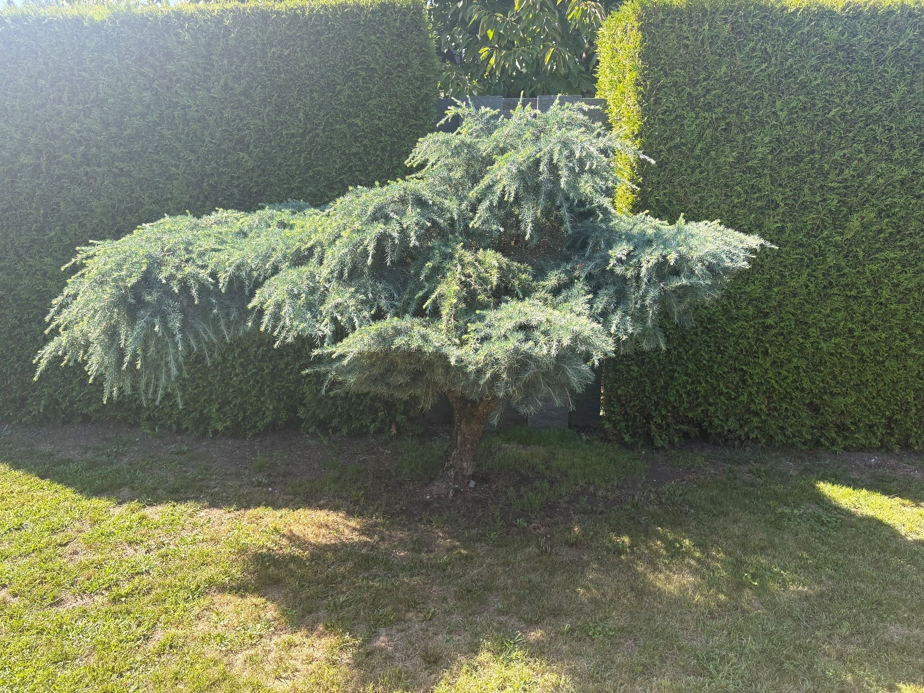 Piante & sementi: Blaue Atlaszeder cedrus atlantica pendula – Usato da Oftringen venduto da SCHIBLI1 1