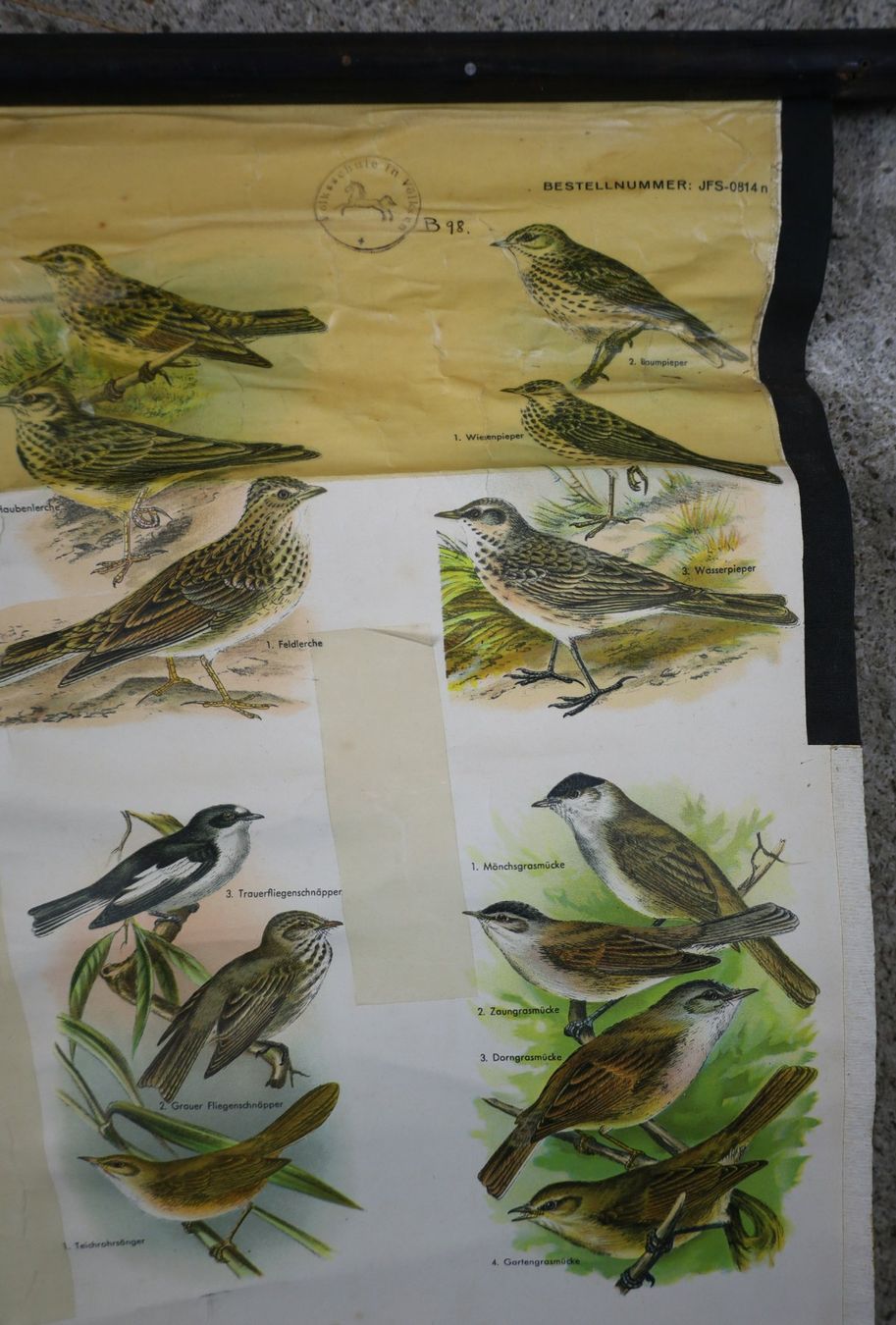 Foto & Immagini: Schulwandbild "Die wichtigsten einheimischen Vögel" – Usato da Birrwil venduto da brandschatz_birrwil 1