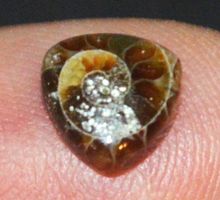 Cabochon L-9671 – Ammonit Fossil Trillion 8mm