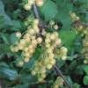 Groseillier à grappes 'Versaillaise Blanche'  2x