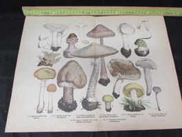 Pilztafel Originalzeichnung historisch Sammlung 17 Pilze ...