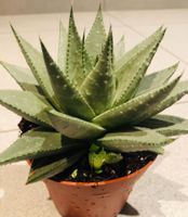 “ALOE ARISTATA” 10 cm ↕️ Zimmerpflanze