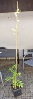 Blauregen Wisteria Sinensis Kletterpflanze ca.2 M