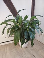 Schöne Topfpflanze ca. 120 cm hoch – inklusive Übertopf