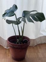 Monstera normal ohne Topf (Post möglich Update 29.01.2026)