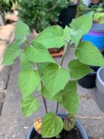 Lampionblume PHYSALIS  (Physalis alkekengi)  / 1Pflanze