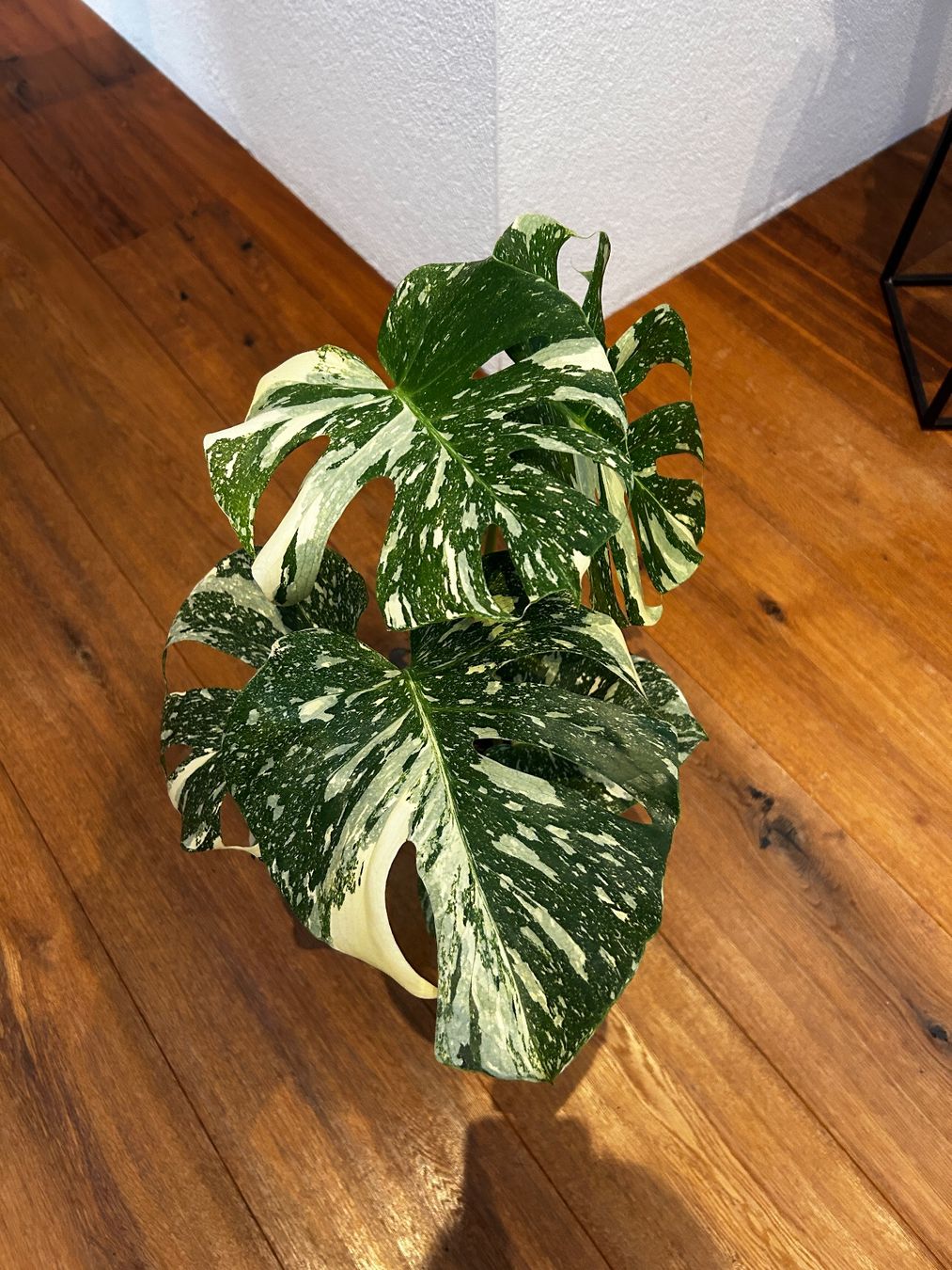 Piante & sementi: Monstera Thai Constellation💚 – Usato da Wattwil venduto da Mikesplantshop 1