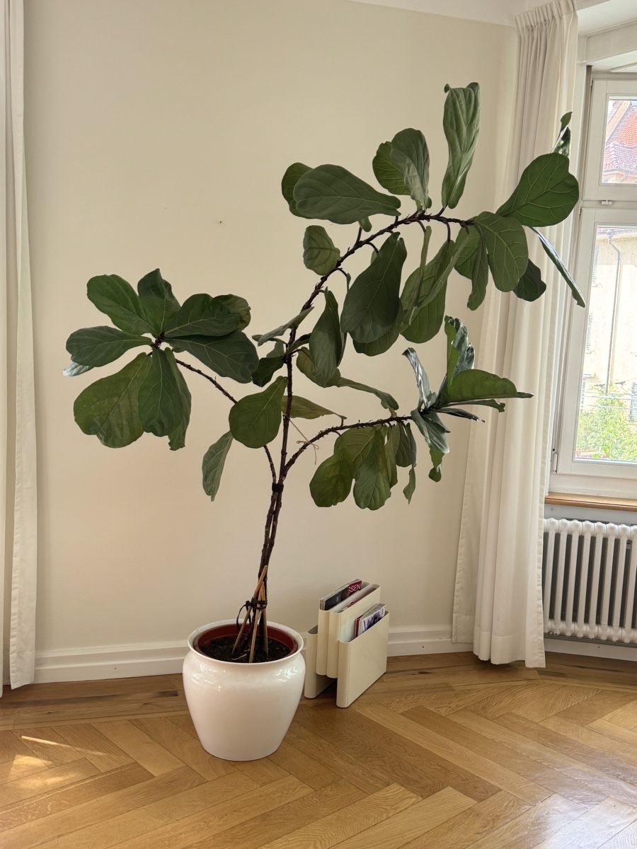Geigenfeige Baum (Gebraucht) in Zrich fr CHF 100  nur Abholung auf  Ricardo kaufen