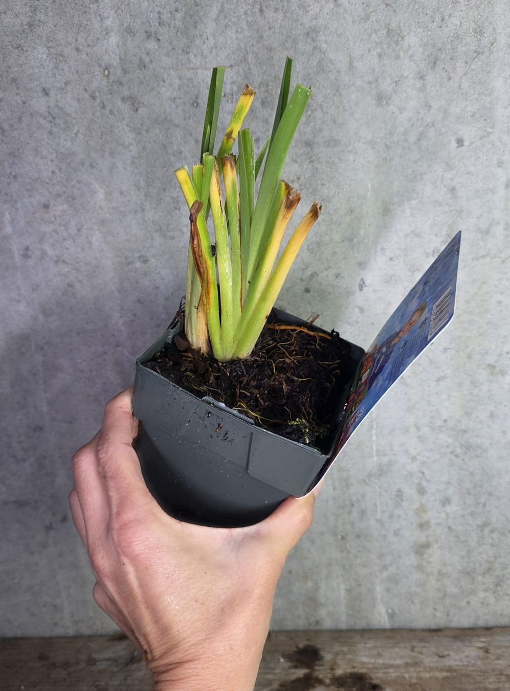 Piante & sementi: Taglilie / Hemerocallis 'Midnight Dynamiete' – Nuovo (secondo la descrizione) da St.Erhard venduto da Plumilandschweiz 3
