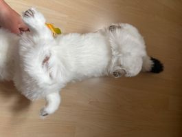 Handpuppe
