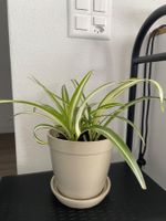 Vibrant Spider Plant in Stylish Pot