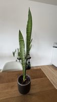 Bogenhanf / Snake Plant