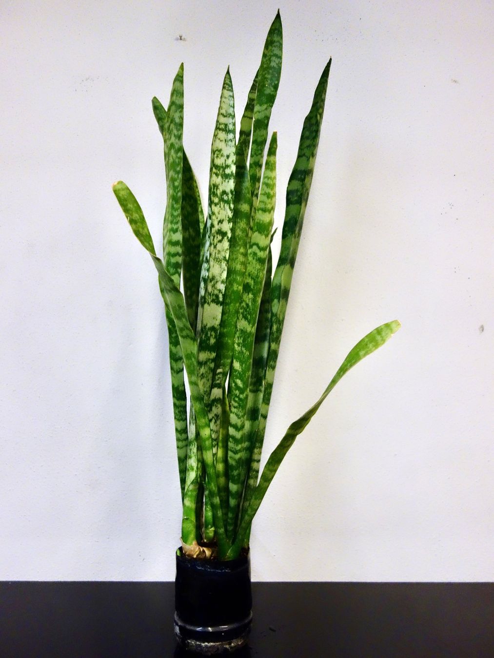 Piante & sementi: Bogenhanf Sansevieria Trifasciata – Nuovo (secondo la descrizione) da Kerzers venduto da zimmergruen 1