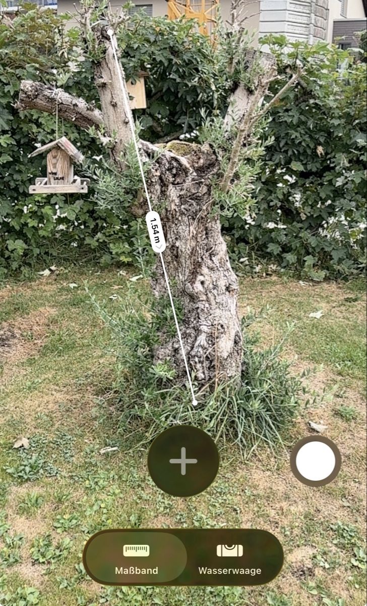 Pflanzen & Samen: Olivenbaum ca. 25 Jährig – Gebraucht aus Lenggenwil von xo.xo 2