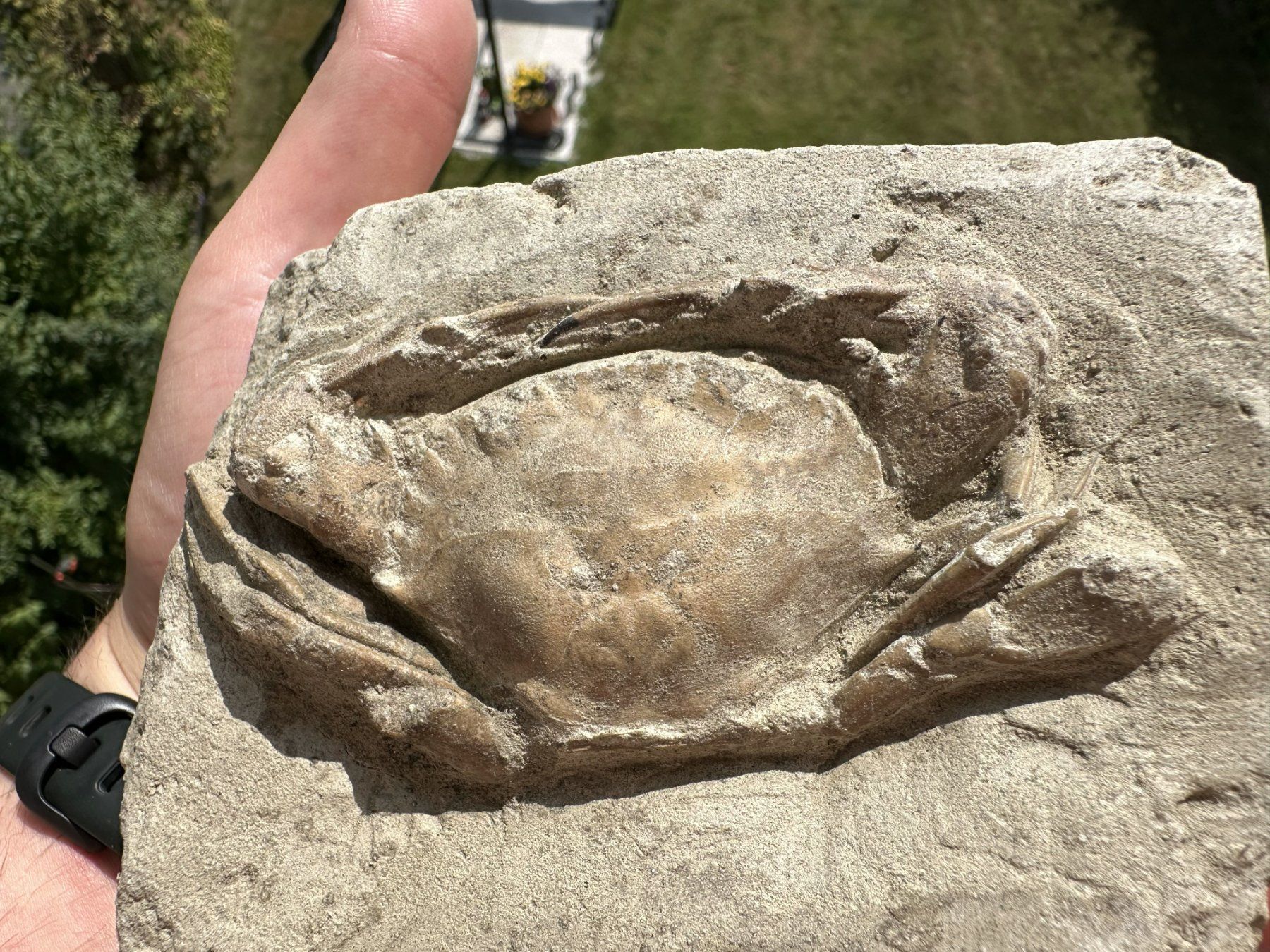 Fossilien: fossile Krabbe Charybdis Indonesien – Gebraucht aus schüpfen von rica122 1