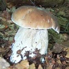 Profile image of Rolidive