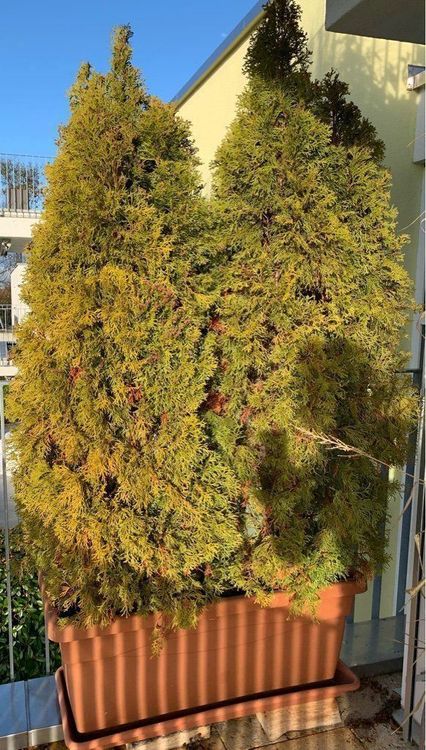 Thuja als Sichtschutz für Garten/Balkon Kaufen auf Ricardo