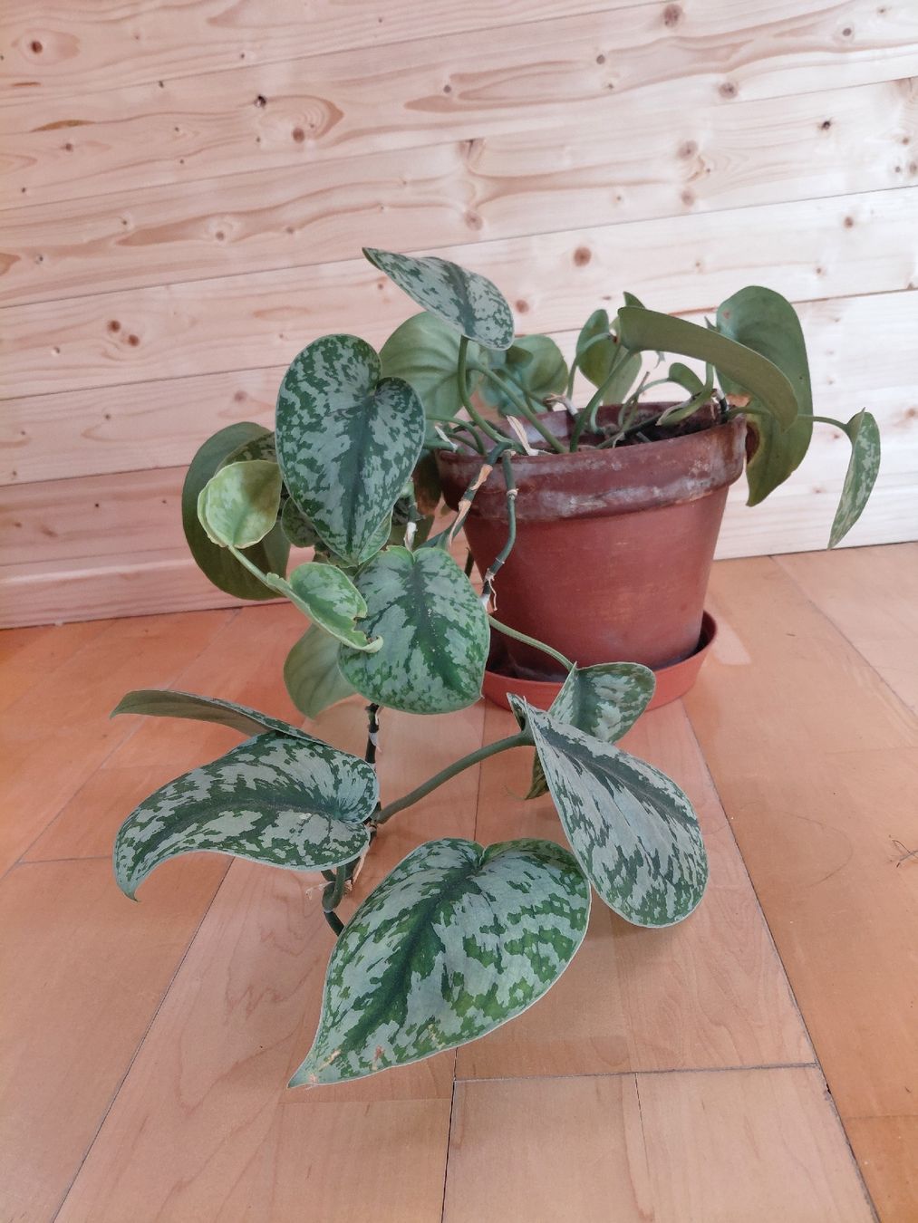 Pflanzen & Samen: satin photos plante intérieur – Neu (gemäss Beschreibung) aus Biel/Bienne von myl_r8fx 1