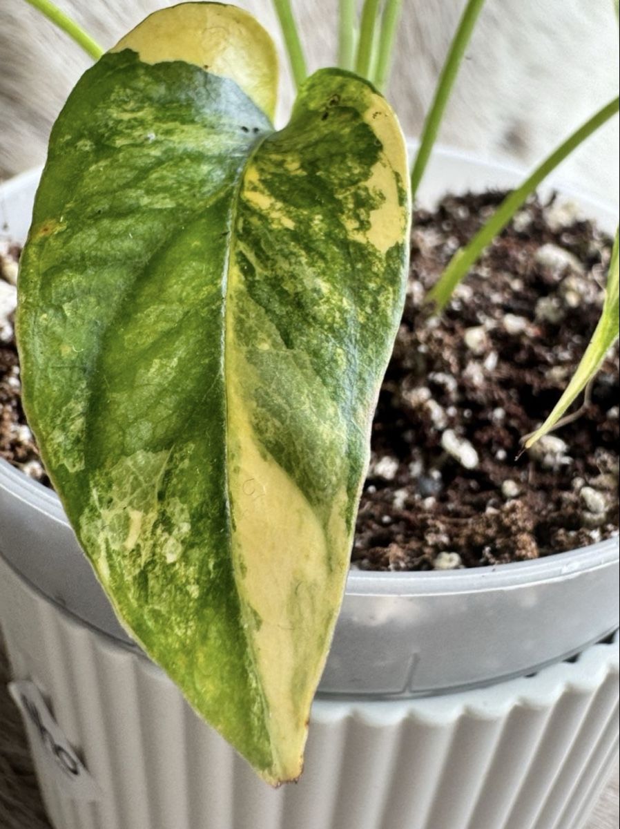 monstera cvece Monstera Deliciosa main image 0