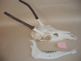 Rot Hirsch Gabler Gehörn Hirschgeweih Trophäe Geweih Jagd