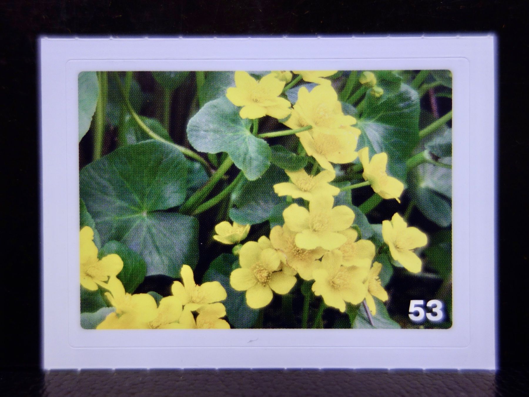 Migros Carte collezionabili: MIGROS MANIA Nature Detectives Nr. 53 – Nuovo e nell'imballaggio originale da Kerzers venduto da djstarsky73