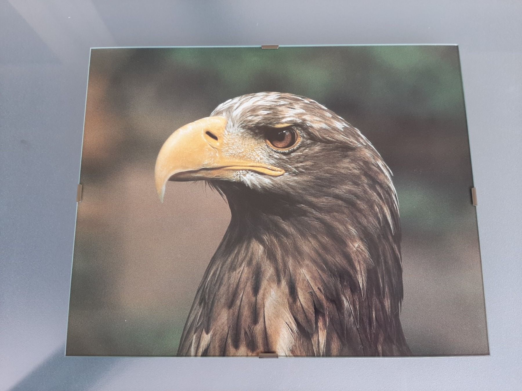 Foto & Immagini: Bild mit Rahmen Steinadler – Usato da Wittenbach venduto da lukelu
