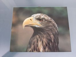 Bild mit Rahmen Steinadler