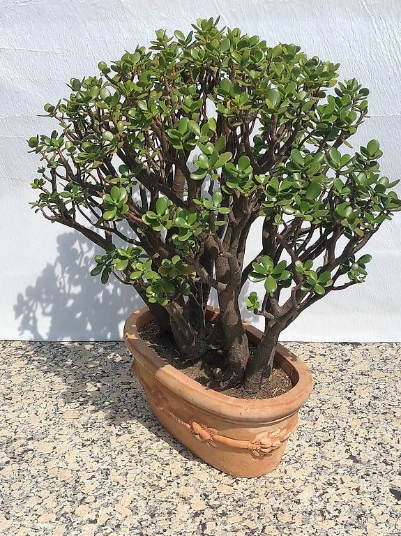 Pflanzen & Samen: Crassula Ovata gross, 27 Jahre alt – Gebraucht aus Concise von phi317 2