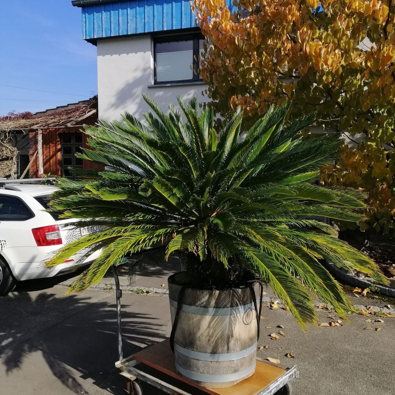 Plantes & graines: Sagopalme – D'occasion à Horn par Nnuschel 1