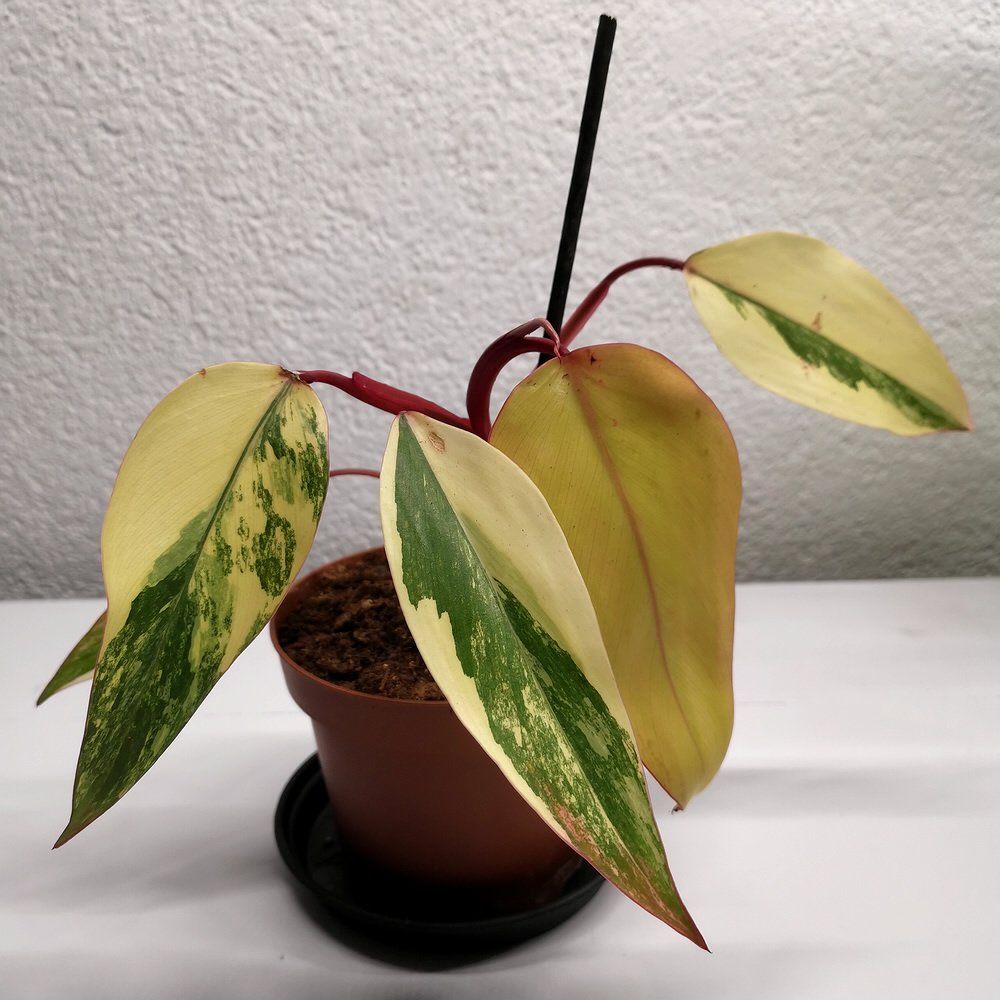 Piante & sementi: Philodendron Strawberry Shake – Nuovo (secondo la descrizione) da Walenstadt venduto da vkt_qc8d