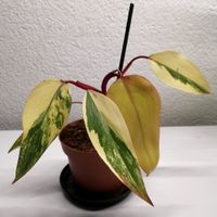 Philodendron Strawberry Shake