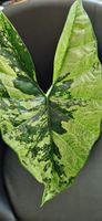 🤩Alocasia Simpo Albo Rhizom 