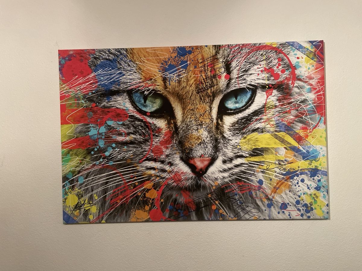 Foto & Immagini: Leinwandbild Katze mit Farbspritzern, modern, 60x40cm – Usato da St. Gallen venduto da Kinga69