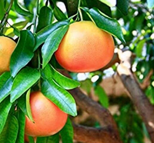 Pflanzen & Samen: 10 Samen Rote Grapefruit STAR RUBY "Citrus Paradisi" – Neu und originalverpackt aus Rovio von POSITIFFARTandPLANTS