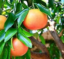 10 Samen Rote Grapefruit STAR RUBY "Citrus Paradisi"