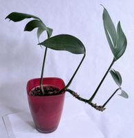 PHILODENDRON*Kylin Tail*****
