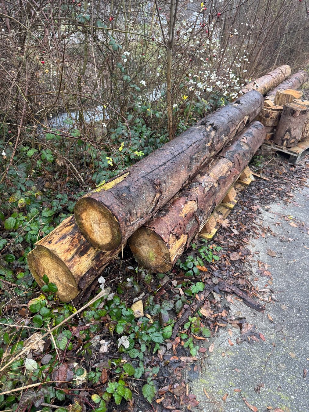 Articoli in legno: Baumstamm – Usato da Nennigkofen venduto da XEAG