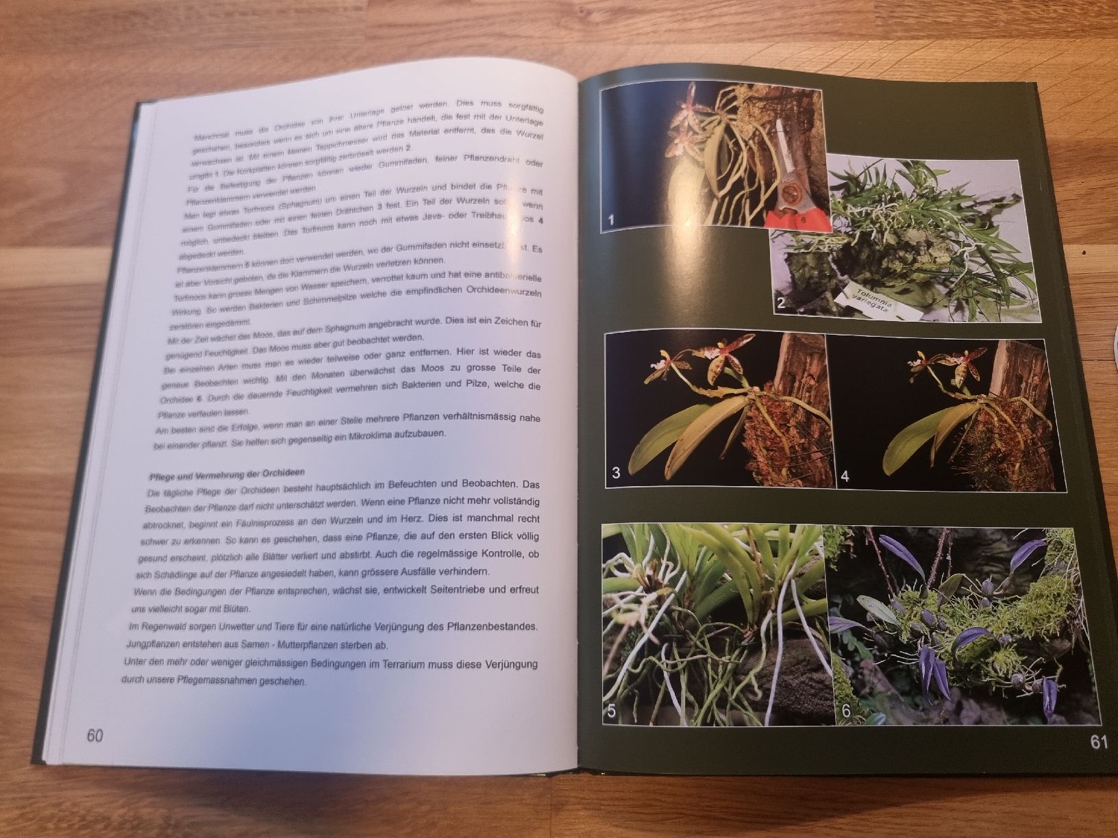 Livres: Sofa-Urwald: Das Terrarium – Neuf (Voir description) à Derendingen par Sarah.jana 2