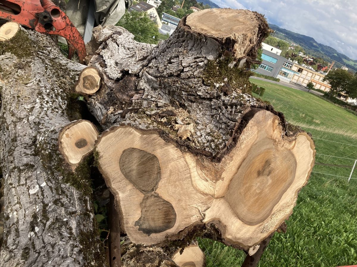 Articoli in legno: Nussbaum/Wallnussbaum Stamm – Usato da Wetzikon ZH venduto da Rescanv6