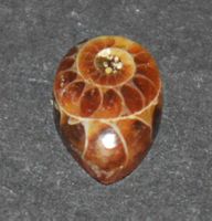 Cabochon L-8567 – Ammonit Fossil Birne 7x10mm