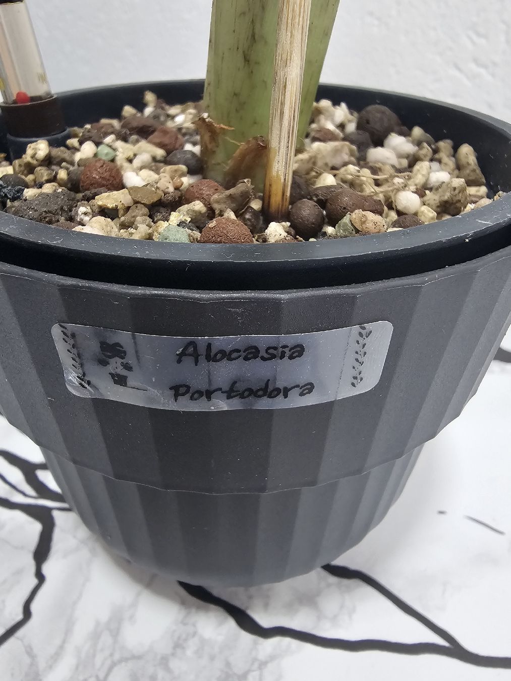 Piante & sementi: Alocasia Portodora  – Nuovo (secondo la descrizione) da Utzenstorf venduto da Dac_mk 5