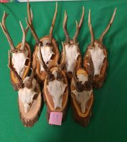 JAGD REH TROPHÄE 7 STÜCK SEHR  Nr.11 SCHÖN