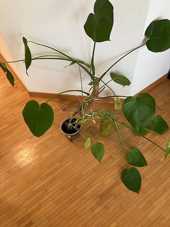 Plantes & graines: Monstera Pflanze – D'occasion à Zürich par hernen 1