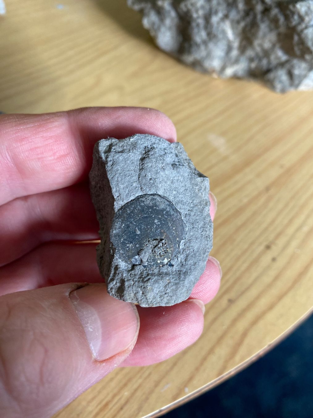 Fossili: Nautilus Fossilien Pyrit – Usato da Liestal venduto da Stephanoceras1 7