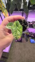 Alocasia Heterophylla metallic blue variegata 