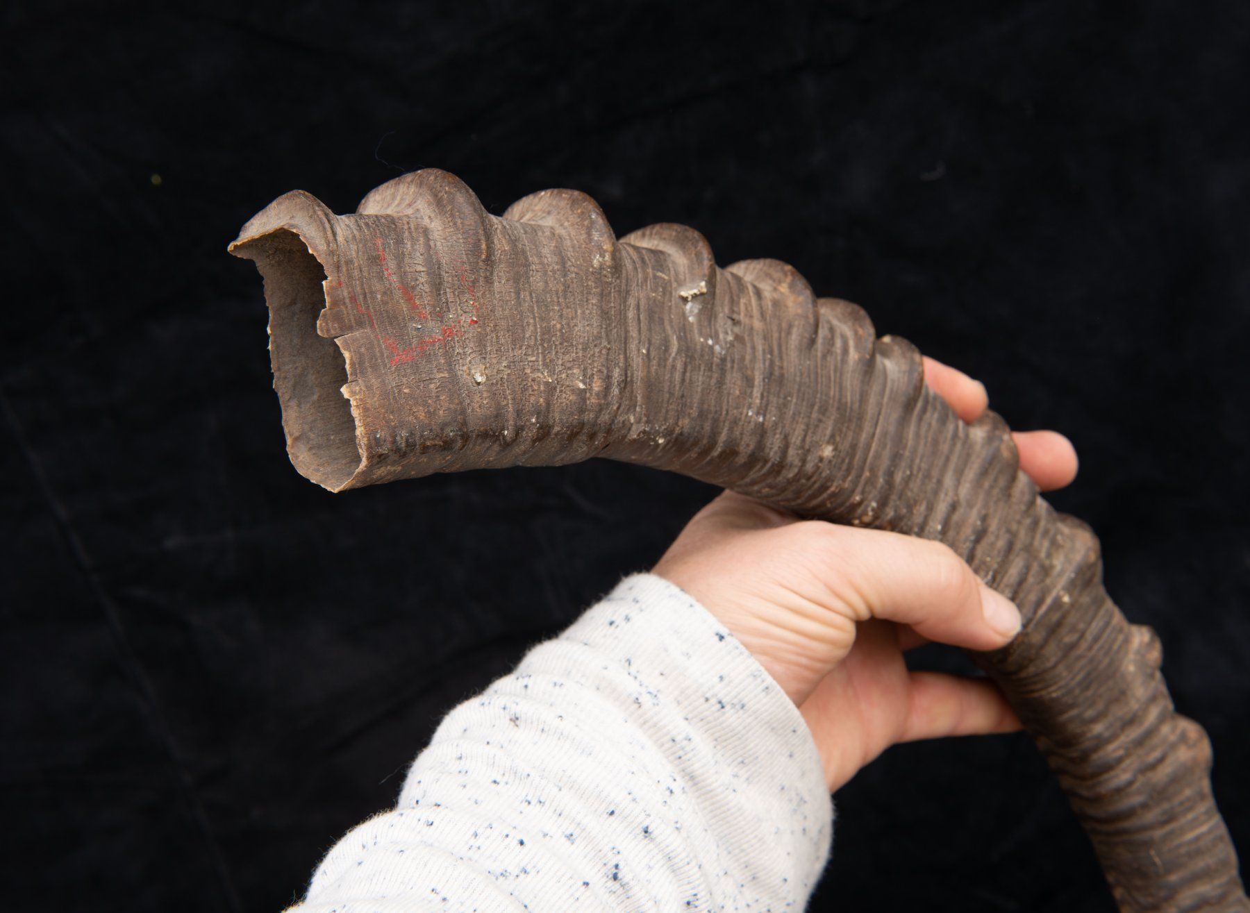Welt der Tiere: Steinbock / Ibex Horn, alt und schön – Gebraucht aus Bern von  6