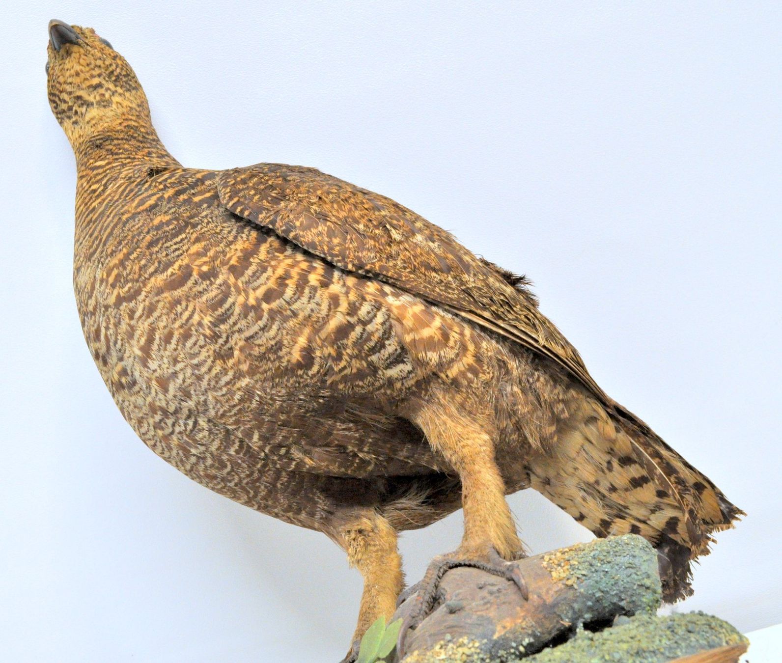 Welt der Tiere: Tétras naturalisé – Gebraucht aus Neuchâtel von Neuchatel 9