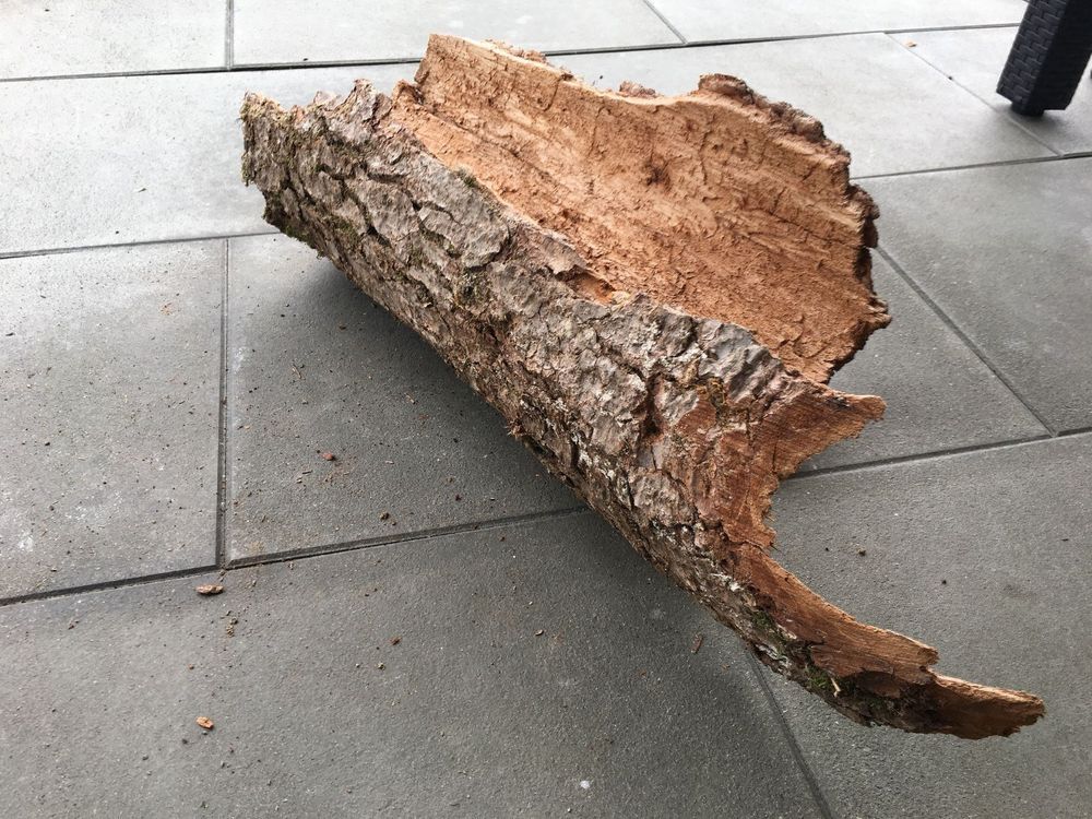 40 cm breite grosse Baumrinde für Deko Kaufen auf Ricardo
